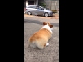 お出かけのジジババたちを見送るコーギー花さん（Hana-san）