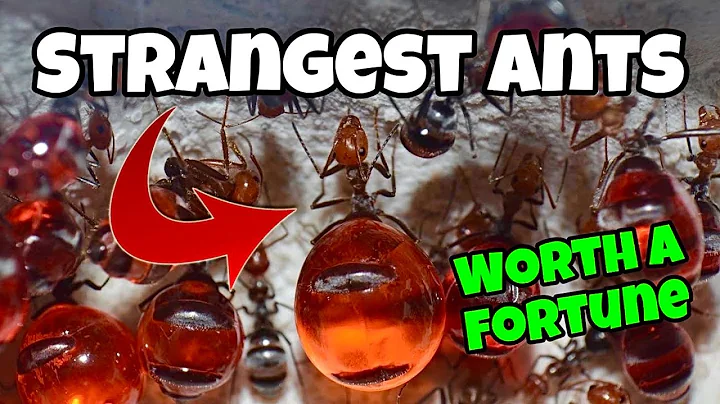 I Bought the Strangest Ant Colony on Earth… Here’s What Happened