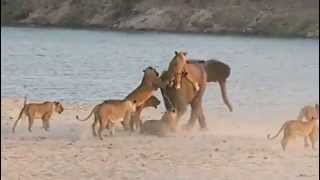 Young Elephant Survives 14 Lion Attack