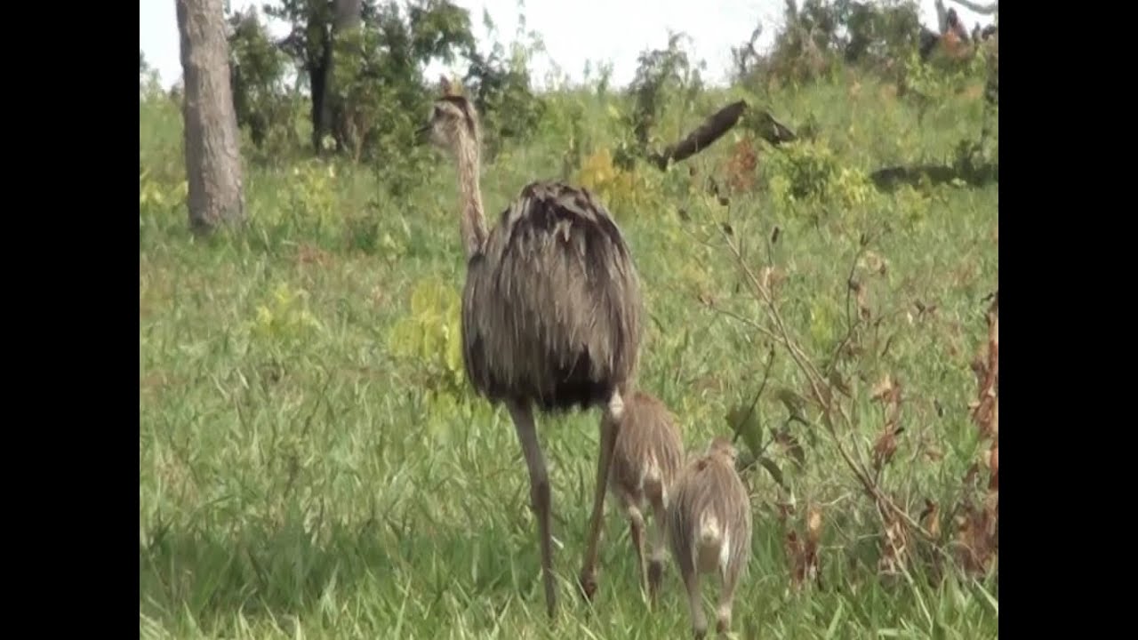 Filhotes de ema, Rhea americana, Aves de campos abertos ...