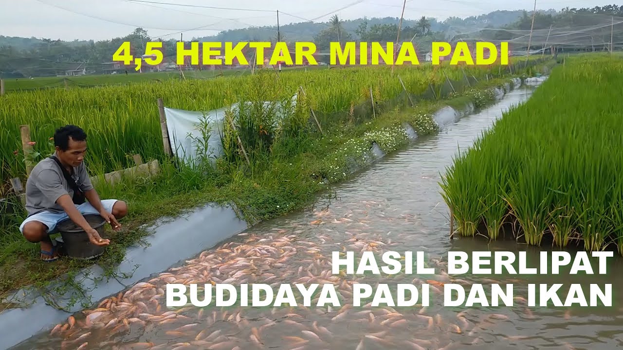 HASIL BERLIPAT BUDIDAYA MINAPADI POLAMAN, BANTUL