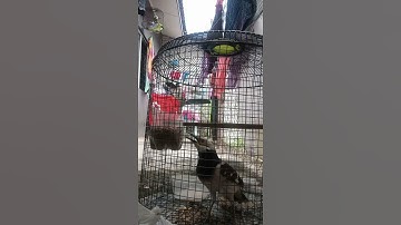 jalak hongkong