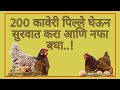 200 कावेरी पिल्ले घेऊन सुरवात कशी करावी || 200 Kaveri Chicks farm || कावेरी जात खुप छान .