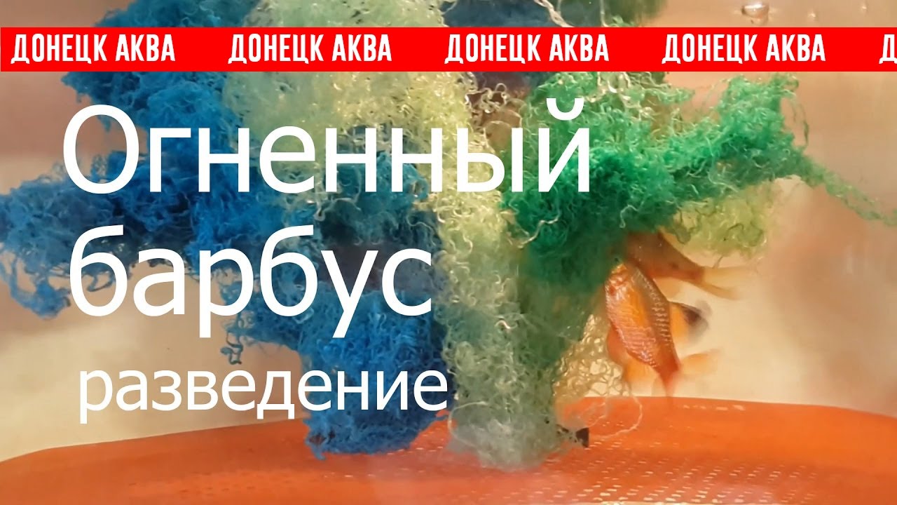 Огненный барбус, HOW TO: Keep Pethia conchonius, Aquarium fish breeding, Zucht von Aquarienfischen,