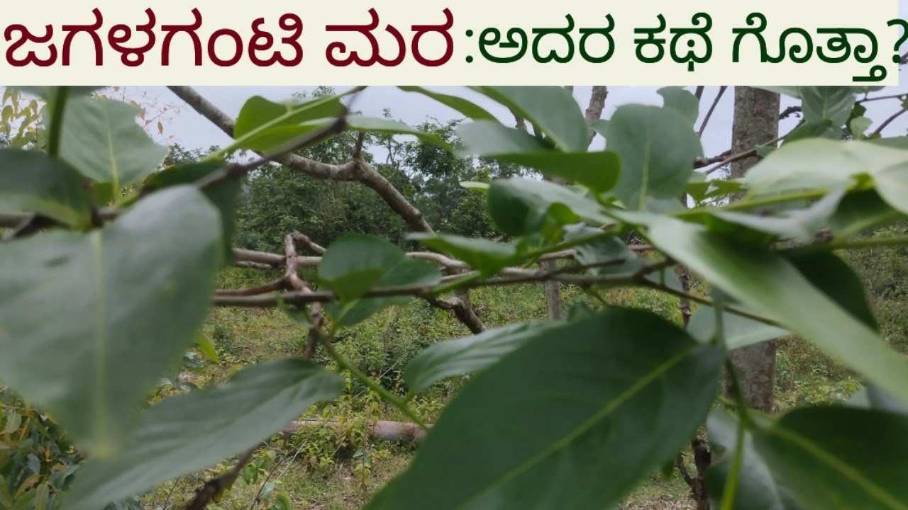 ಜಗಳಗಂಟಿ ಮರ: ಅದರ ಕಥೆ ಗೊತ್ತಾ?/Intresting Story of Jagallaganti tree #nativenest 