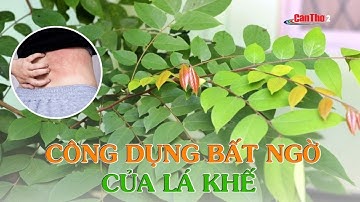 Bật mí công dụng bất ngờ của lá khế – Chữa bệnh gì hiệu quả nhất? | Thuốc quý quanh ta | Cần Thơ