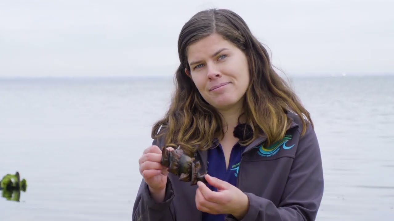 Beachcombing at Clifton Springs, Victoria (Dari Voiceover)