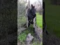 #nature #video #movie
