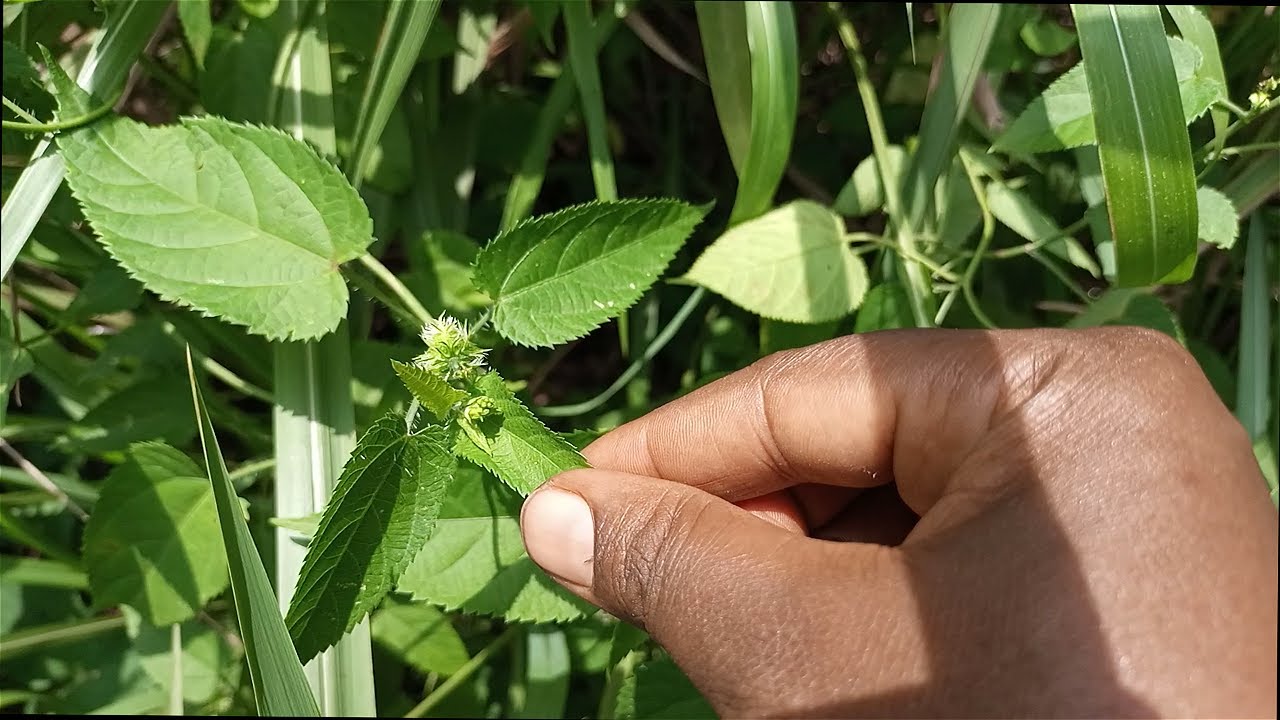 Edagala Lilino Baliyita Kamyu Obadde Okimanyi Nti Kamyu Bwati Bwafanana