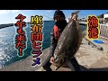 【漁港でヒラメ釣り】いつもの簡単仕掛けで座布団ヒラメ記録更新なるか？