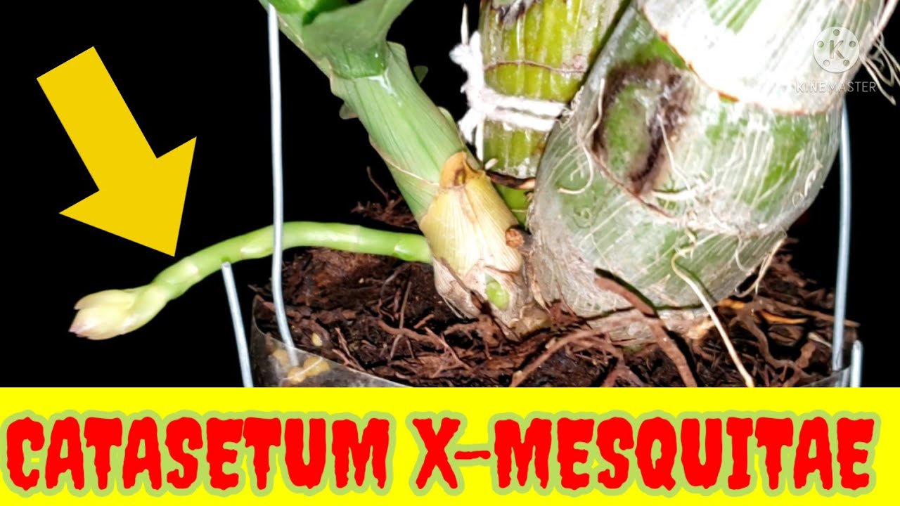 CATASETUM X-MESQUITAE || CULTIVO E FLORAÇÃO