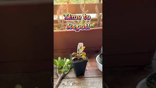 New DC-XL Venus Flytrap! #dionaeamuscipula#newshorts #carnivorousplant #venusflytrap #garden