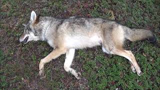 TRAPPING FEVER 2019 2020 #9