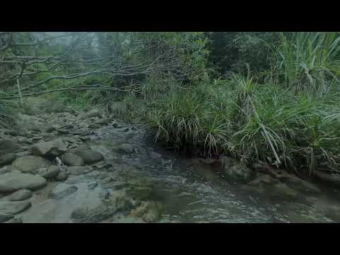 Peaceful Forest Stream & Relaxing Piano 🎹 Nature Sounds for Deep Sleep