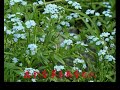 忘れな草をあなたに(菅原洋一)~新録版ピアノバージョン