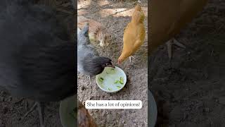 Backyard Chickens Drinking Spa Water #chickenkeeping #backyardchickens