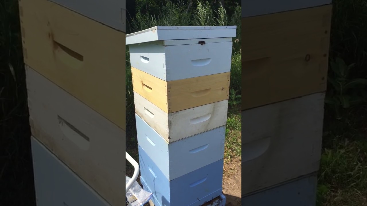 Bee escape on MEGA HIVE - Part 2