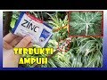 # TIS # TIPS BARU ! BASMI KUTU PUTIH HANYA DENGAN SAMPO ! REMOVE WHITE MEALYBUG…