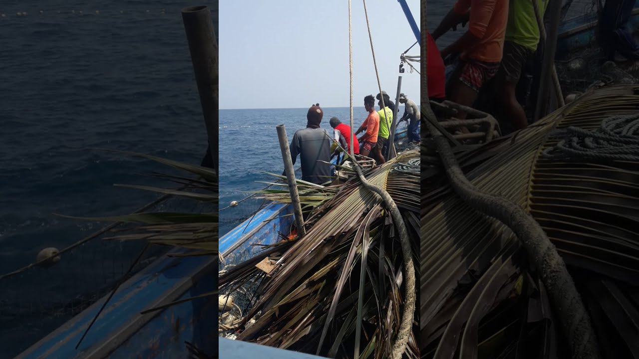 วิธีการทำประมง เรืออวนช้อนปลาจะละเม็ด