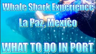 La Paz, Mexico - Whale Shark Encounter Tour