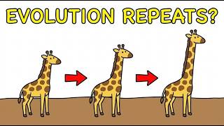 Why Did Evolution Repeat the Same Animal 12 Times