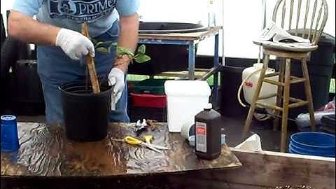 Planting Yellow Ohia