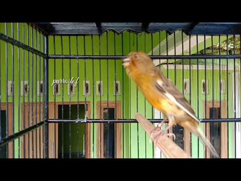 Pancingan Pleci Agar Buka Paruh Mp3 Di 2020 Pancing Youtube Video