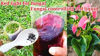 The best liquid for fungal control ||  red fungicide for any flower plants || green farmers