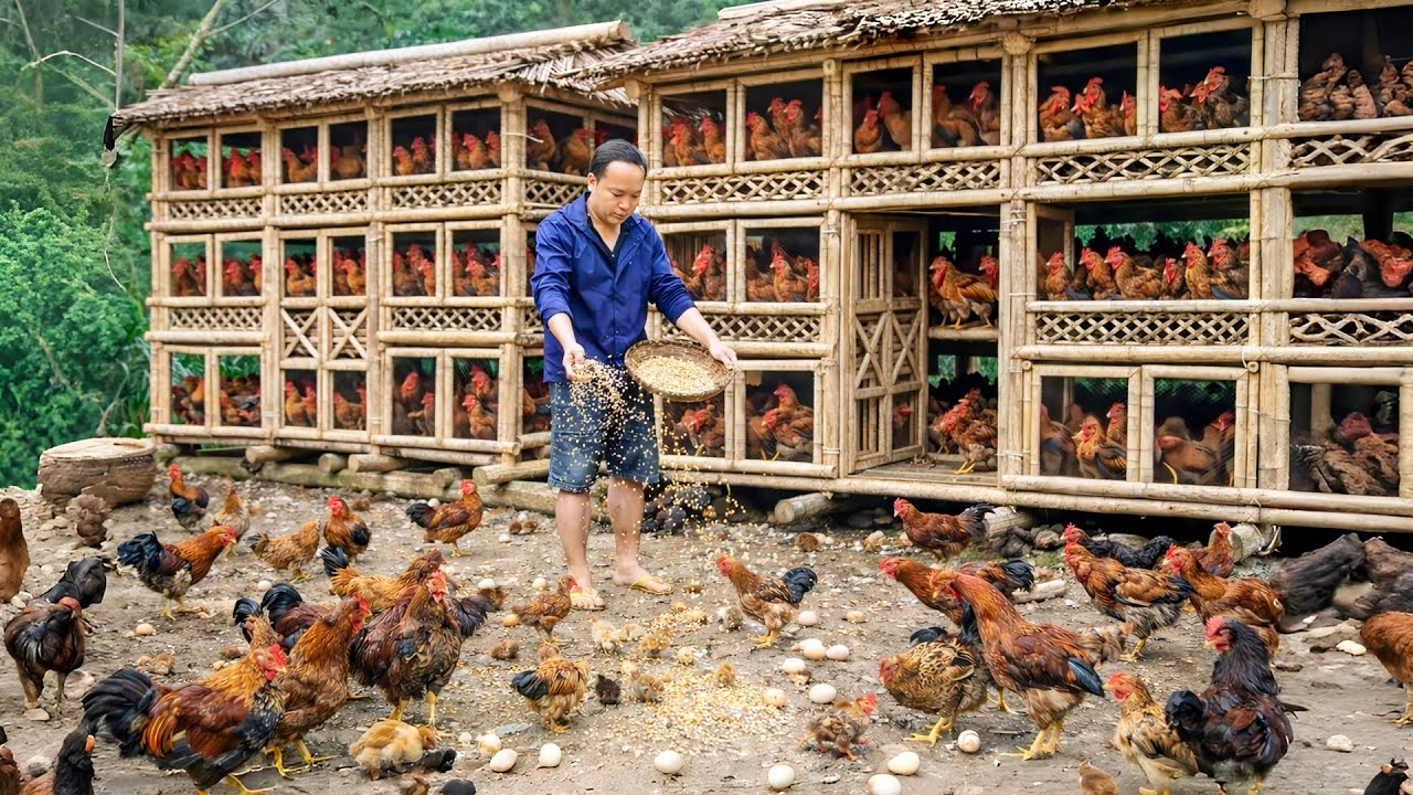 Man Upgrades & Expands Massive Bamboo Chicken House for His Jungle Poultry Farm | Start to Finish