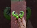 Kokan cha ranmev🥭🍍,#kokankar ,#kokan ,#konkanpremi 🌴