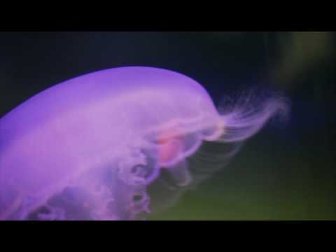 Jellyfish Bloom | Oregon Coast Aquarium [Macro HD]