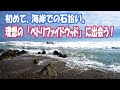 初めて海岸で石拾い「ペトリファイドウッド」編