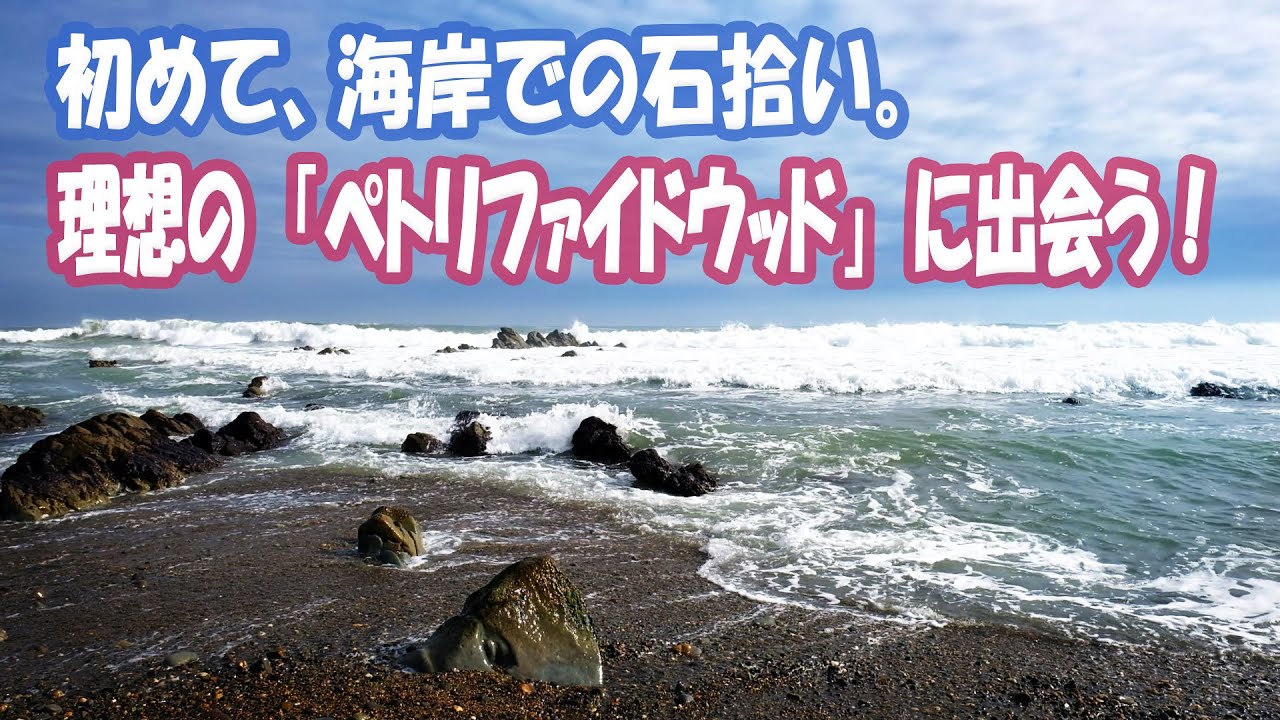 初めて海岸で石拾い「ペトリファイドウッド」編