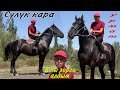 СҮЛҮК КАРА 🐎 УРМАТ акеде 💥 12.09.2023