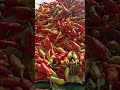 cabai merah menyala