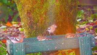 Holy Loch And Garden Wildlife Dunoon Scotland