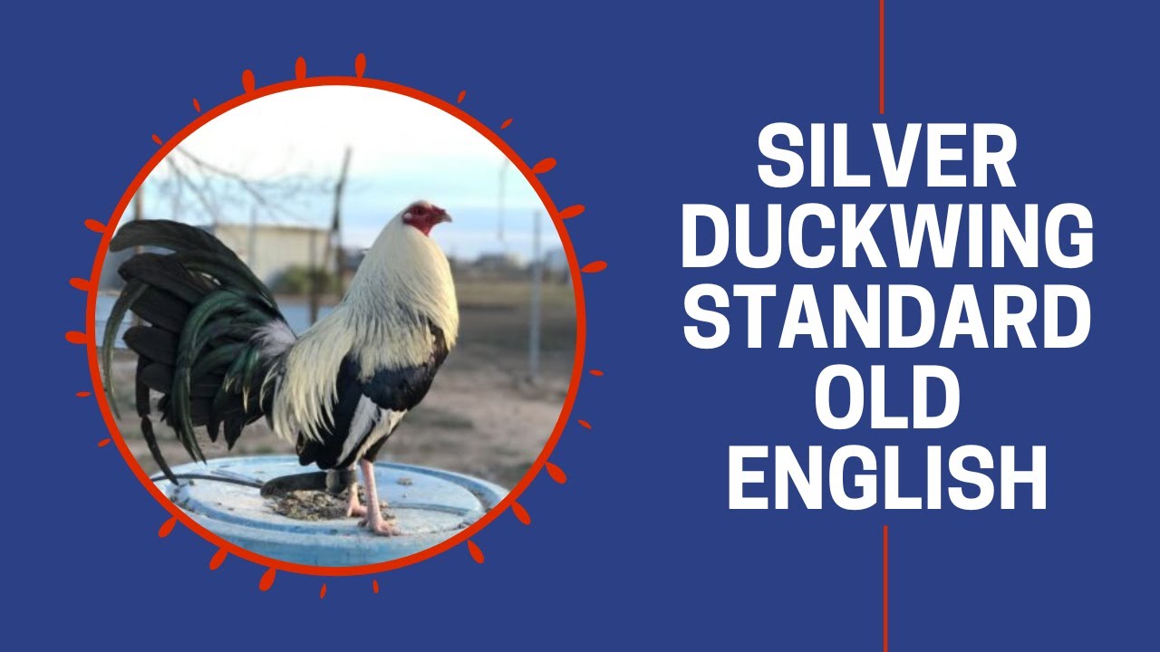 Silver Duckwing Standard Old English Game Chickens | Cackle Hatchery -  YouTube