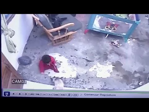 Cat Saves Toddler From Falling Down Stairs