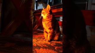 暖をとる母さん猫