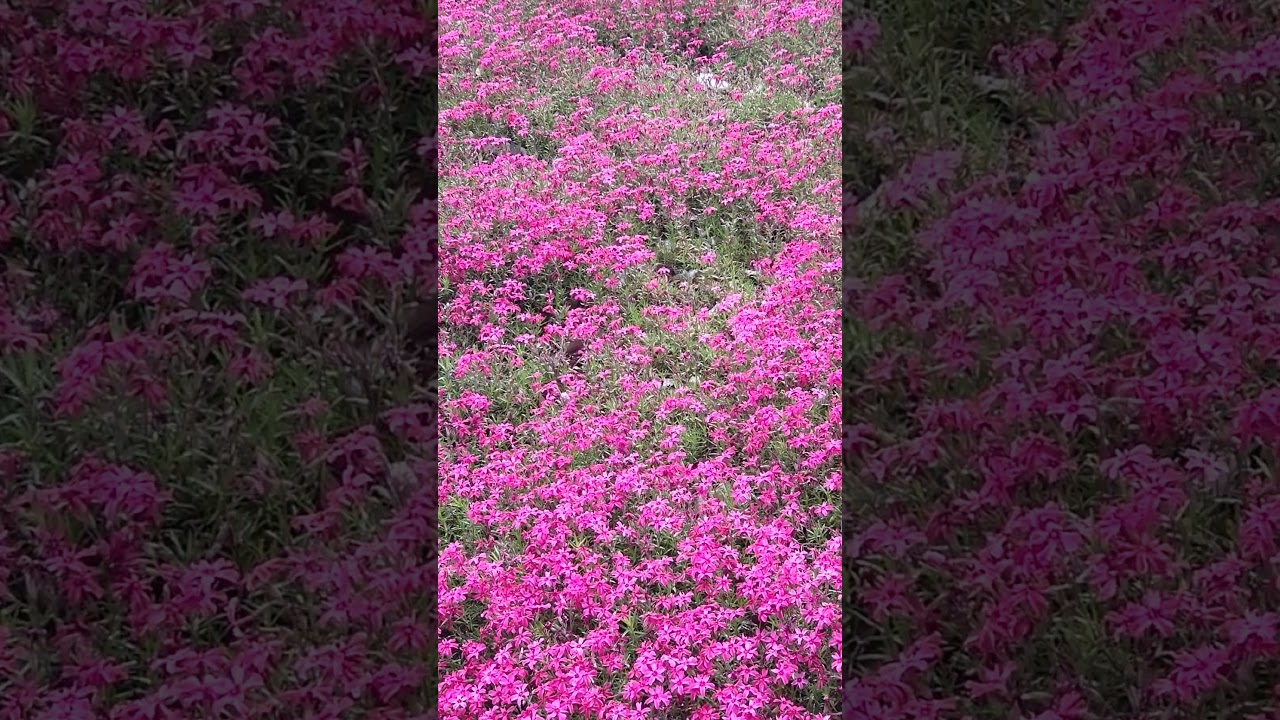 芝桜#ピンク#野原#flower#shorts - YouTube