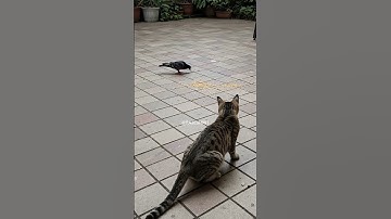 Shocking!! 😱😱The cat sets a trap and waits in silence #shorts #tabbycat #trap #cat