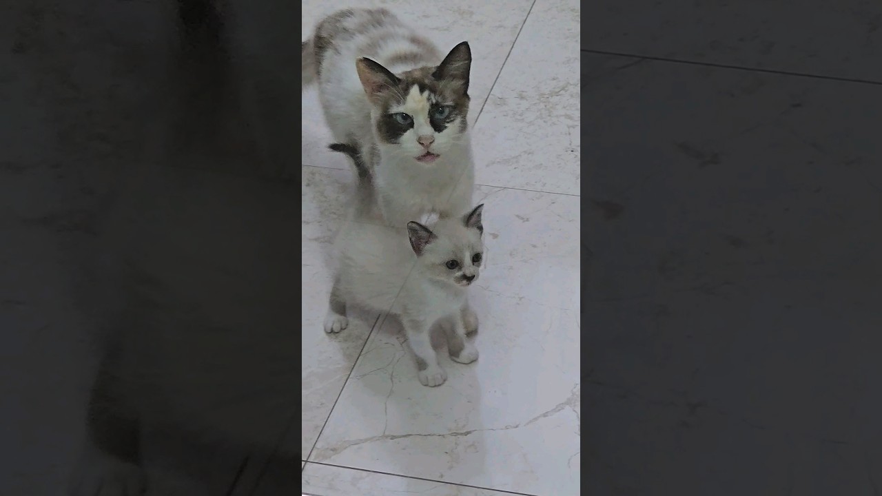 Mãe gata chamando seus filhotes,  veja que bonito. 