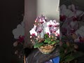 胡蝶蘭涼しい仕上げ