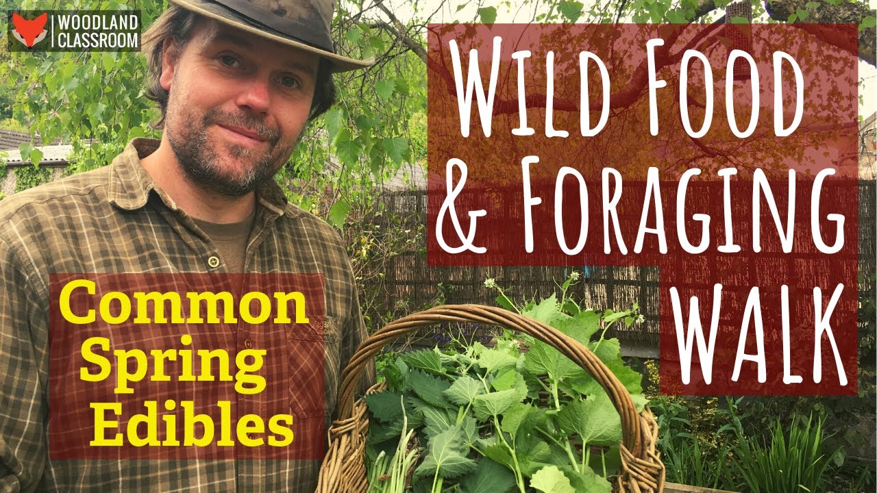 Wild Food & Foraging Walk: 13 Common Spring Edibles