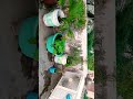 my garden