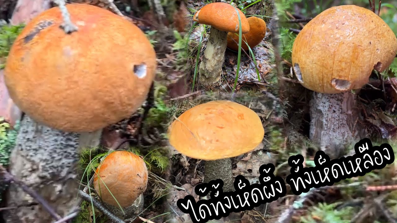 Ep39ว่าจะะไม่ตื่นเต้นแล้ว มาป่าใหม่ เจอกลุ่มใหญ่มาก ป่านี้ยุงหามเลย รีบเก็บรีบออกจากป่า#หาเห็ดสวีเดน