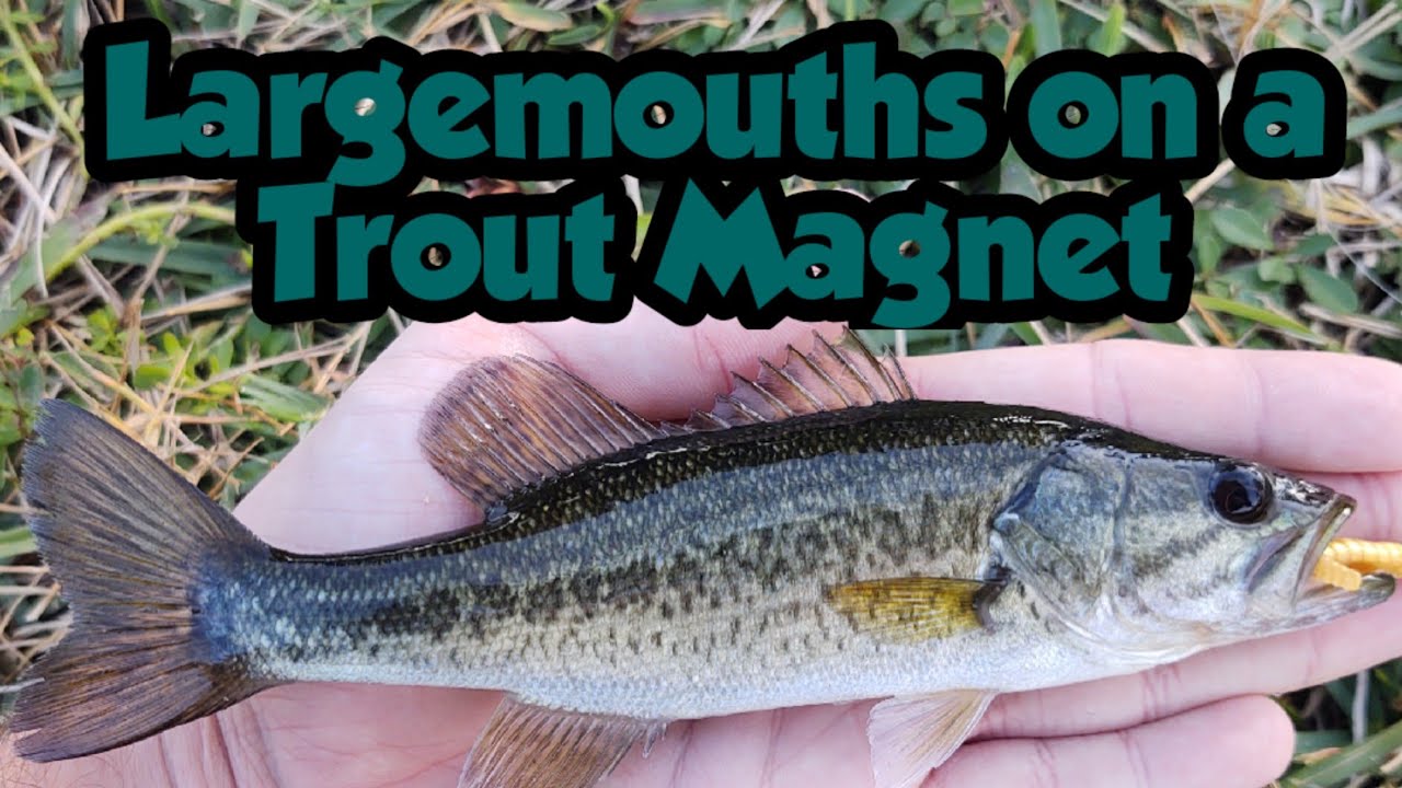 Largemouth Bass on a Trout Magnet 