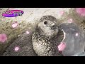 남극 펭귄과는 전혀 다른 아프리카 출신 자카스 펭귄ㅋㅋㅣ Who Knew? Penguins Live In Africa Too