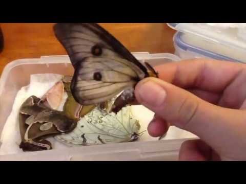 how to relax a moth/butterfly (hydrating chamber)