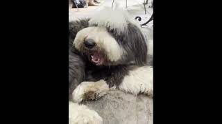 Bearded Collie  #dog #puppy #doglover #pets #cutedog  #animals #teethcleaning